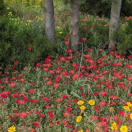 P.gardens 103 דירה