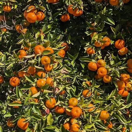 P.gardens 103 דירה פאהיה