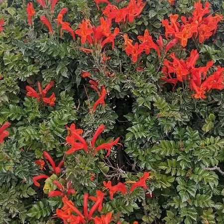 P.gardens 103 דירה פאהיה